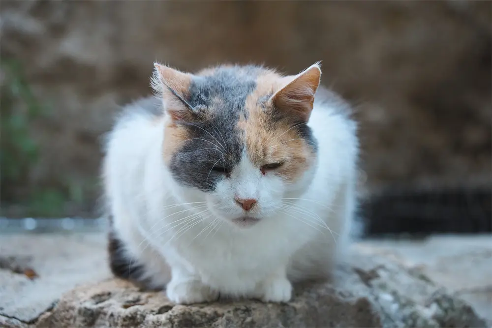 猫に出会う旅